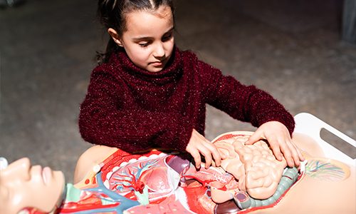 Basic Concept of organ