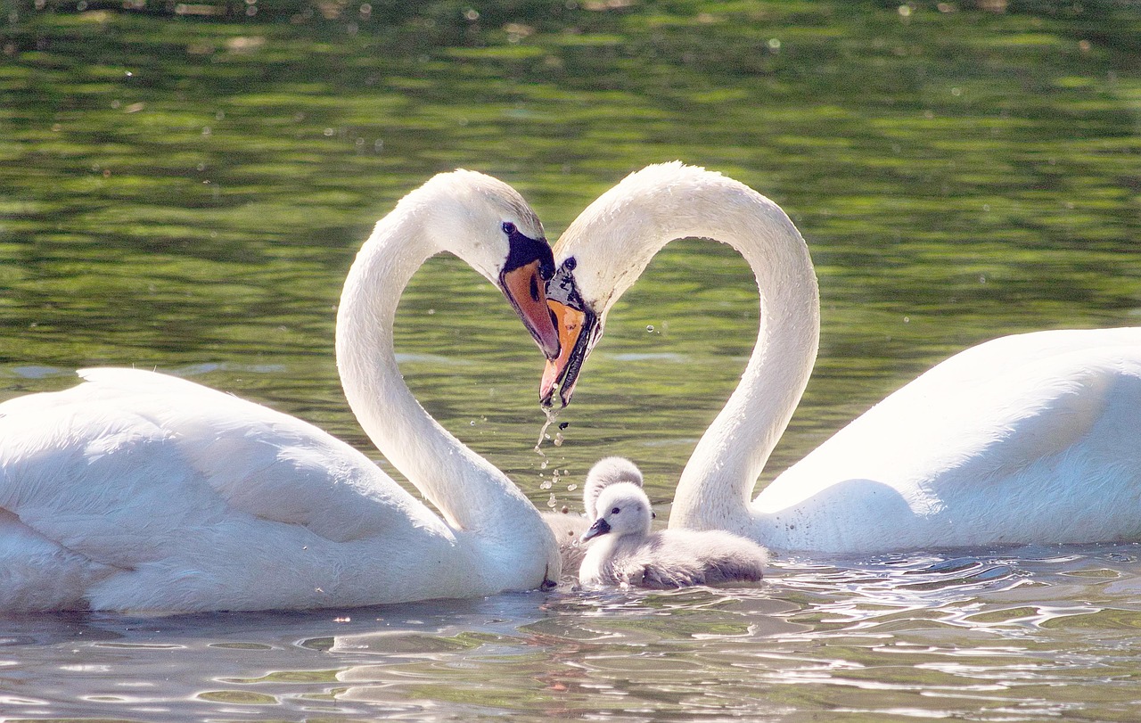 swan-5214546_1280 swan-5214546_1280